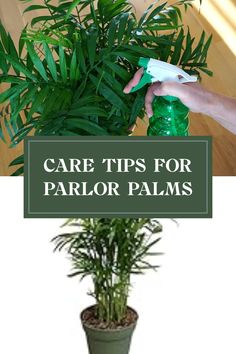 Wondering how to care for your beloved parlor palm? These elegant plants, also known as Chamaedorea elegans or Neanthe Bella Palms, thrive with minimal effort. You'll need bright, indirect sunlight and a simple watering schedule—usually every 1-2 weeks, allowing the soil to dry out in between. Let's take a look at common care tips and solutions for potential pests or issues that can arise. Create a lush indoor oasis with the timeless beauty of parlor palms and enjoy fresh air in your home. Care For Palm Trees House Plants, Elegant Plants, Parlour Palm, Live Indoor Plants, Parlor Palm