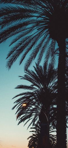 palm trees are silhouetted against the evening sky