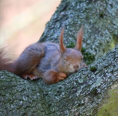 a squirrel sleeping on top of a tree branch