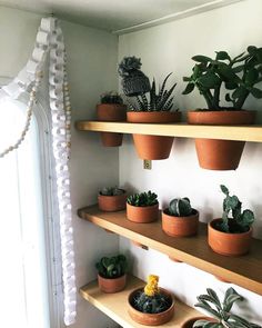 several potted plants on wooden shelves in front of a white wall and windowsill