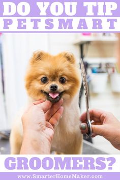 a small dog being groomed by a person