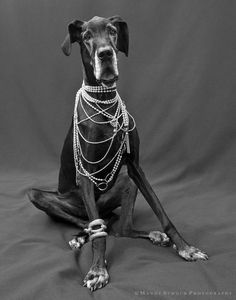 a black and white photo of a dog wearing chains