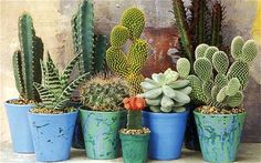 there are many different kinds of cactus in the pots