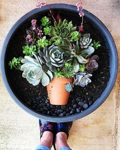 a potted plant with succulents in it is sitting on the ground