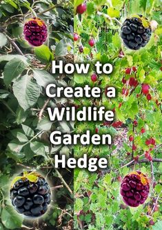 the words how to create a wildlife garden hedge are in front of berries and leaves