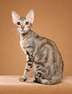 a small cat sitting on top of a brown surface next to a wall and looking at the camera