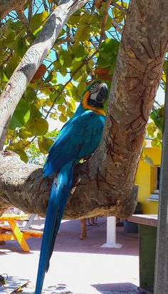 a blue and yellow bird sitting on top of a tree branch