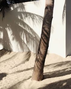 a palm tree casts a shadow on the wall