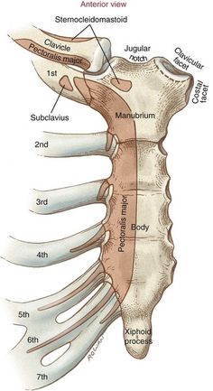 the anatomy of the human neck and shoulder, with labels on each side of it