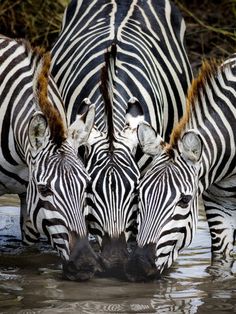 two zebras are drinking water from the same pond as they stand close to each other