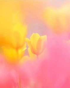 yellow and pink tulips are in the foreground