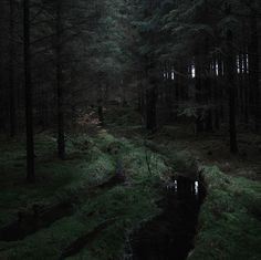 a dark forest filled with lots of green grass and trees next to a small creek