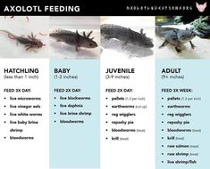 the different types of axoloti feedings are shown in this graphic above it's description