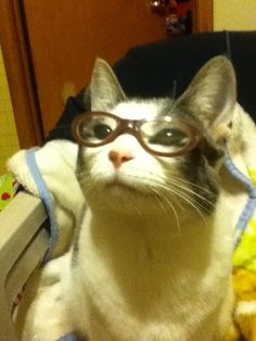 a cat wearing glasses sitting on top of a bed