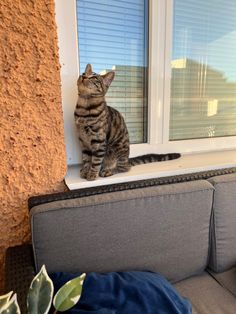 a cat sitting on top of a window sill looking out at the outside world