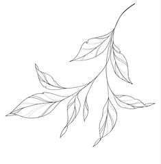 a branch with leaves is shown in this black and white drawing, it looks like the branches