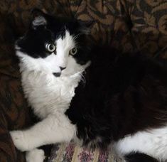 a black and white cat sitting on top of a couch