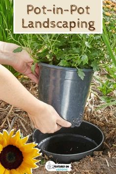 a person is holding a potted plant in the dirt with sunflowers nearby