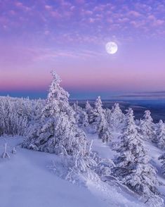 the full moon is setting over some snowy trees