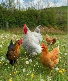 three chickens are standing in the grass near dandelions and daisies on a sunny day