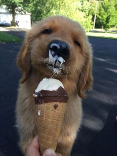 a golden retriever puppy eating an ice cream cone