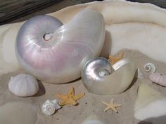 seashells and starfish on the sand at the beach