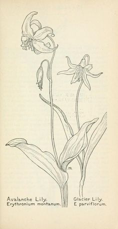 Stary Papier, Fleurs Art Nouveau, Western Wild, Realistic Drawing, Drawing Flowers, Flower Sketches, Pencil Sketches, Scientific Illustration, Botanical Drawings