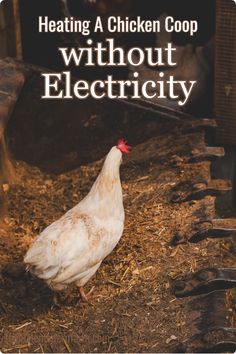 a white chicken standing on top of a pile of hay