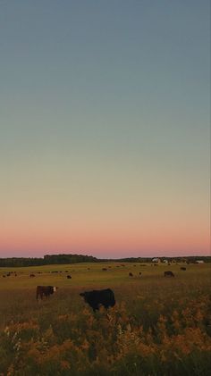 several cows grazing in a field at sunset