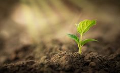 a small green plant sprouts from the ground in dirt with sunlight shining on it