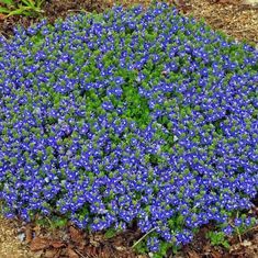 the blue flowers are growing in the ground