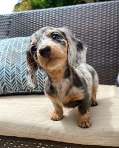 a small dog sitting on top of a couch next to a blue and white pillow