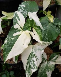 some white and green plants in pots on the ground