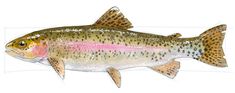 a drawing of a fish with pink stripes on it's back legs and head