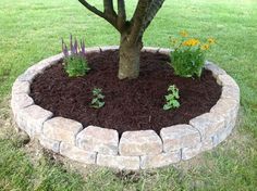 a tree is growing in the middle of a flower bed with mulch around it