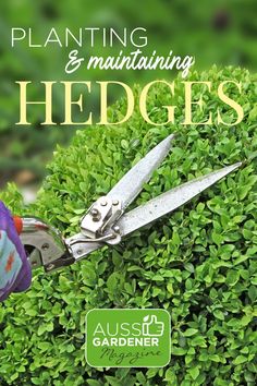 How to plant and maintain a hedge like the pros do Live Topiary, Privacy Hedge, Garden Hedges, Vertical Garden Design, Shade Garden Plants, Japanese Zen Garden, Rock Garden Landscaping, Magical Garden, Garden Landscape Design