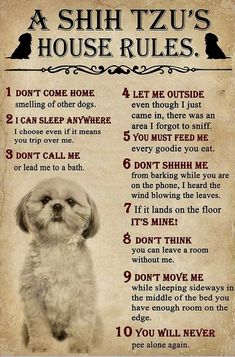 a shih tzu's house rules poster