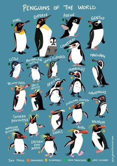 penguins of the world poster with their names and pictures on it's back side