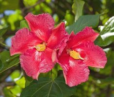 two bright pink flowers with green leaves in the foreground and blue sky in the background