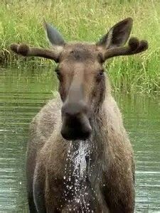 a moose is standing in the water and looking at the camera