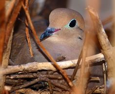 a bird with blue eyes sitting on top of a pile of sticks and twigs in the woods