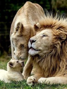 a lion and its cub are laying in the grass with their heads touching each other