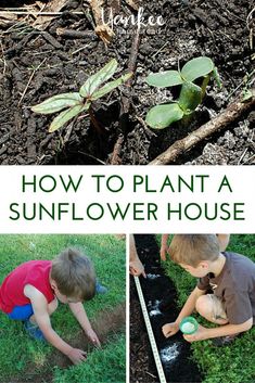 how to plant a sunflower house in the garden with pictures and text overlay