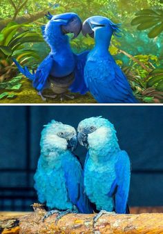 Film Rio, Animals And Pet Supplies, Parrot Pet, Parrots Art, Funny Parrots, Blue Birds, Pretty Animals, Anime Animals, Exotic Birds