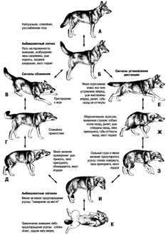 a diagram showing the different types of dogs