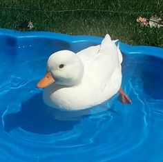 a white duck floating on top of a blue pool in the middle of green grass