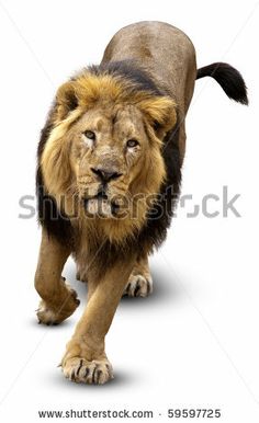 a lion walking across a white background