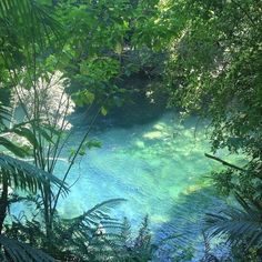 the water is crystal blue and green in this area with lots of trees on either side