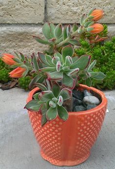 an orange potted plant sitting on top of a cement floor next to green plants