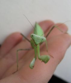 a green praying mantissa sitting on someone's hand